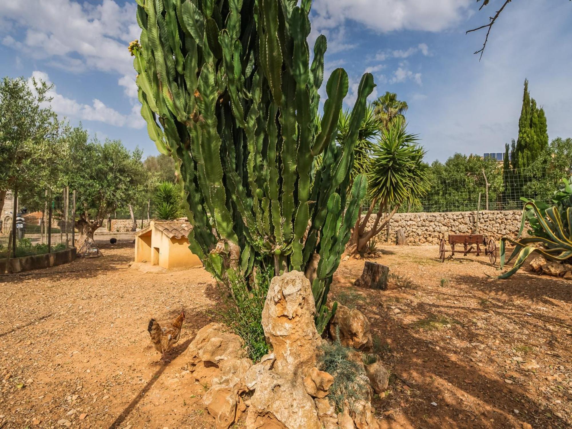 Traditional In Mallorcan Countryside